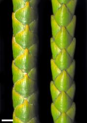 Veronica lycopodioides. Branchlets, from Four Peaks Range (left) and cultivated plant originally from Craigieburn Range (right), Canterbury. Scale = 1 mm.
 Image: W.M. Malcolm © Te Papa CC-BY-NC 3.0 NZ